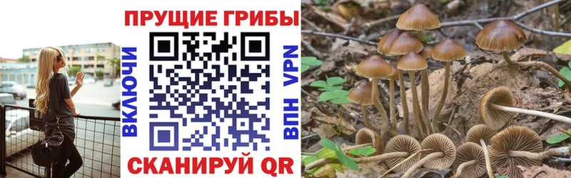 купить закладку  blacksprut ссылки  Псилоцибиновые грибы мицелий  Приволжск 